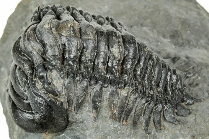 Curled Crotalocephalina Trilobite - Atchana, Morocco #327543